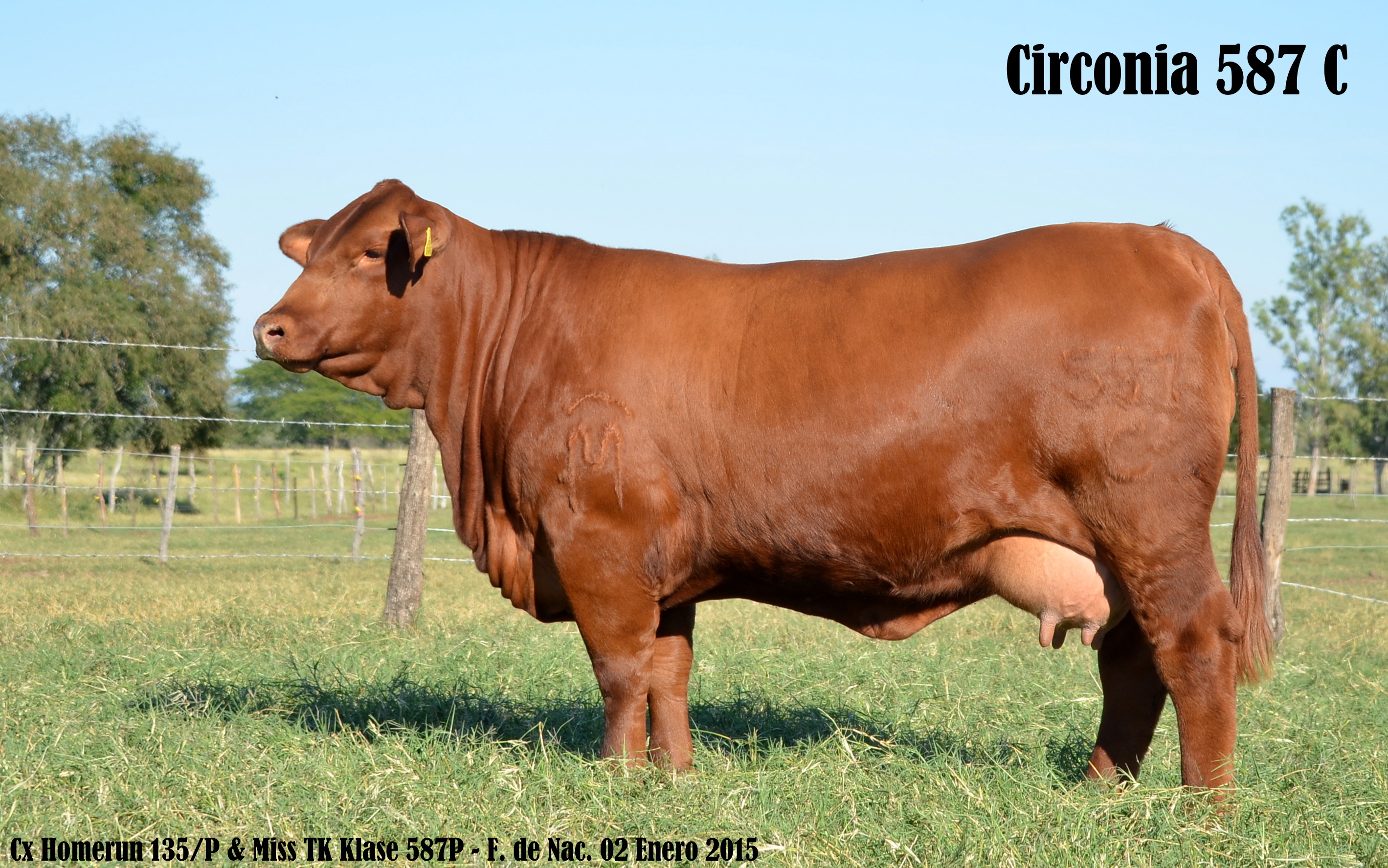 Vaca Brangus Rojo Circonia 587 C